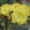 Opuntia_engelmannii